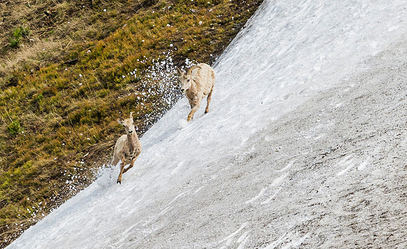 Bighorn_sheep_101