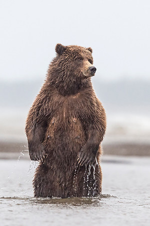 Brown_bear_LCNP_2017_5