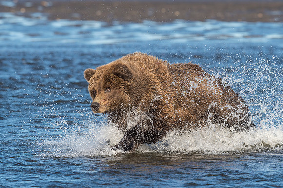 Brown_bear_LCNP_2017_3