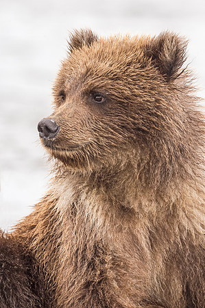 Brown_bear_LCNP_2017_1