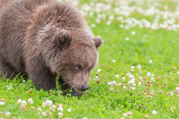Brown_bear_LCNP_2017_6