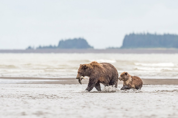 Brown_bear_LCNP_2017_18