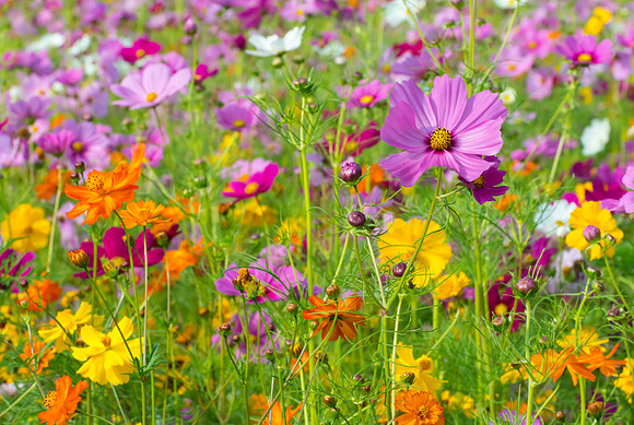 WV_wildflowers_3