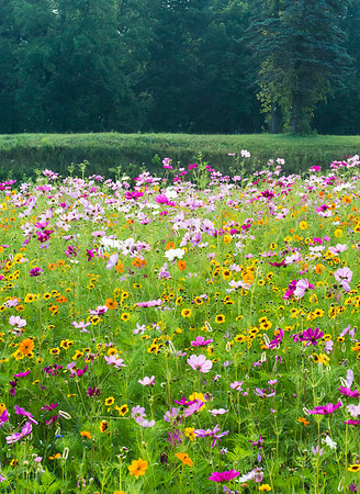 WV_wildflowers_4