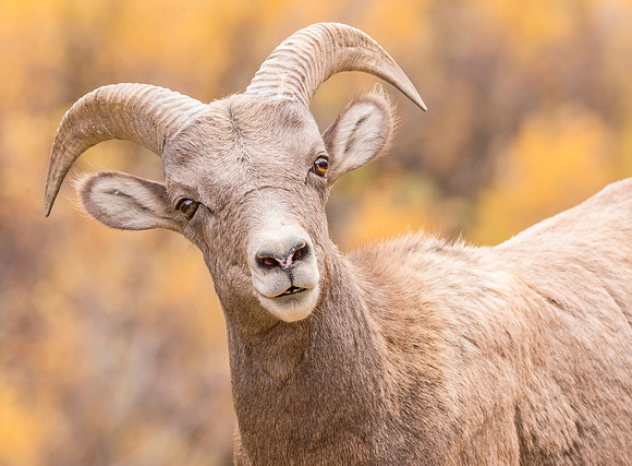 Bighorn_sheep_Waterton_2017_2