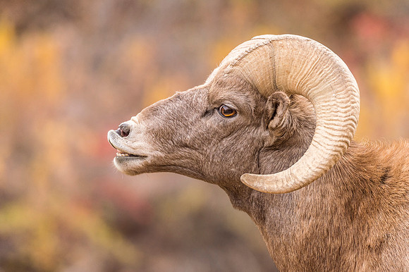 Bighorn_sheep_Waterton_2017_4