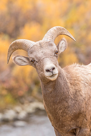 Bighorn_sheep_Waterton_2017_3