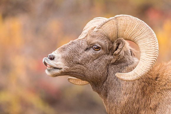 Bighorn_sheep_Waterton_2017_5