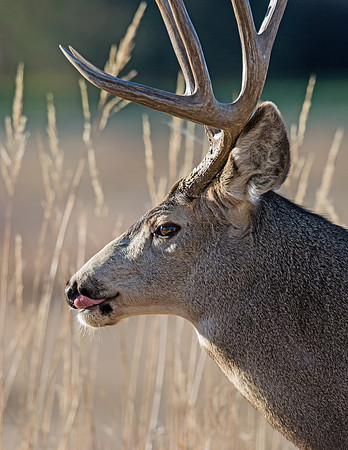 mule_deer_buck_47