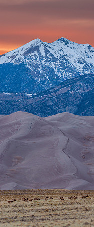 Elk_at_dunes_pano_GSDNP_2017_1