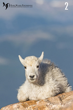 Mountain_goat_kid_Mt_Evans_2017_8