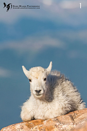 Mountain_goat_kid_Mt_Evans_2017_8