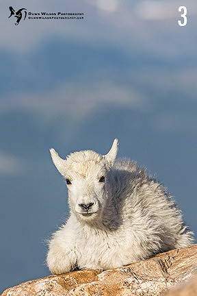 Mountain_goat_kid_Mt_Evans_2017_8