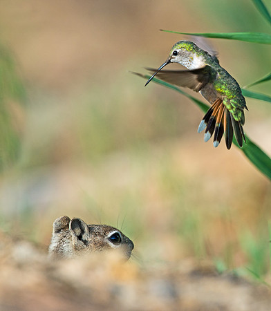 Squirrel_and_hummingbird_5