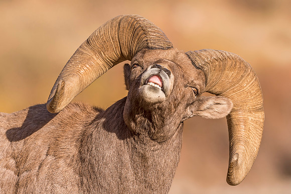 Bighorn_sheep_ram_Waterton_2017_6