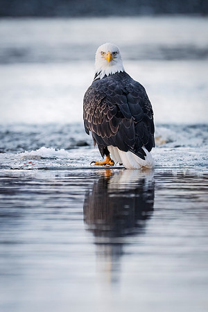 Bald_eagle_Haines_2024_1