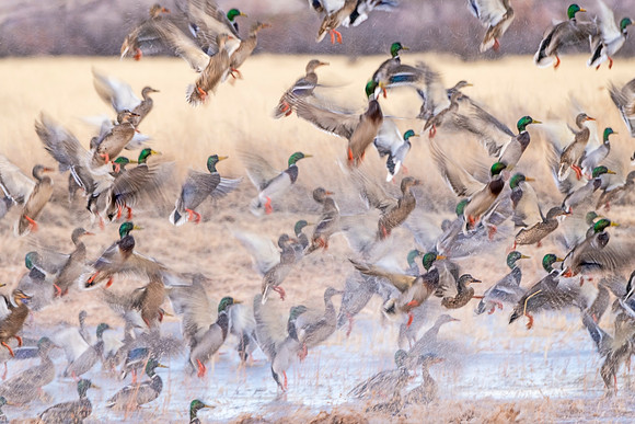 Mallard_BDANWR_2021_2