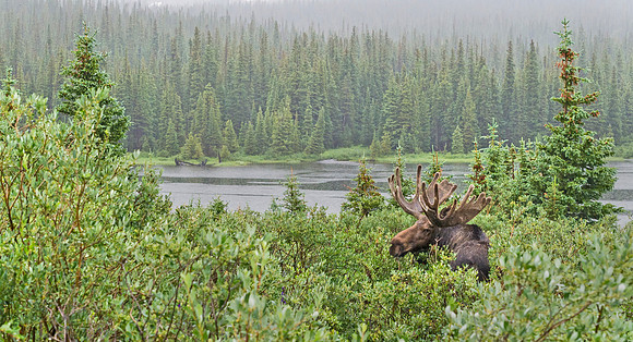 Moose_79