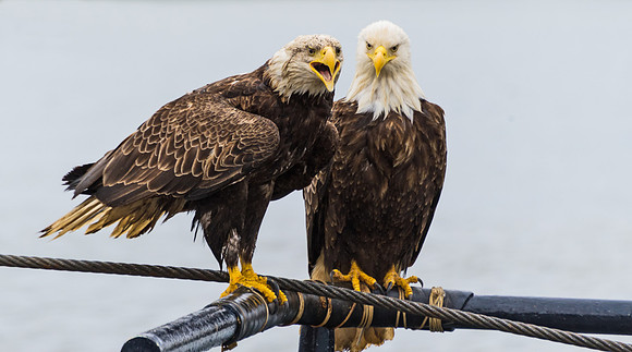 Bald_eagle_DH_30