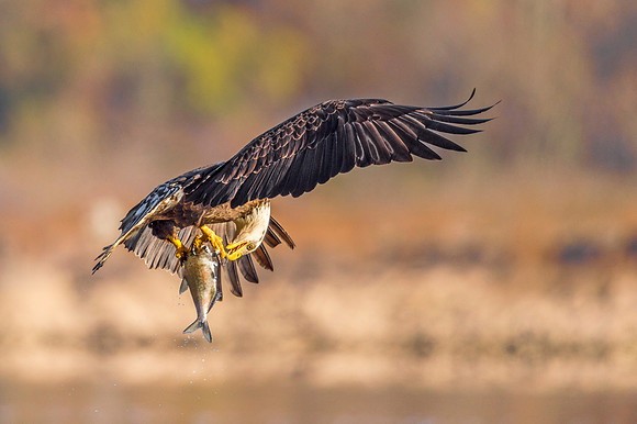 Bald_eagle_Conowingo_2016_13
