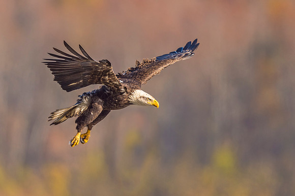 Bald_eagle_Conowingo_2016_11