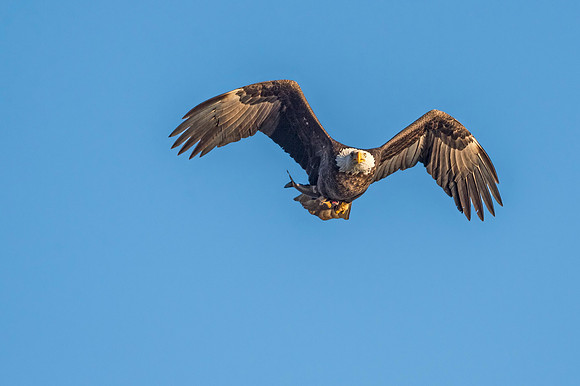 Bald_eagle_Conowingo_2016_9