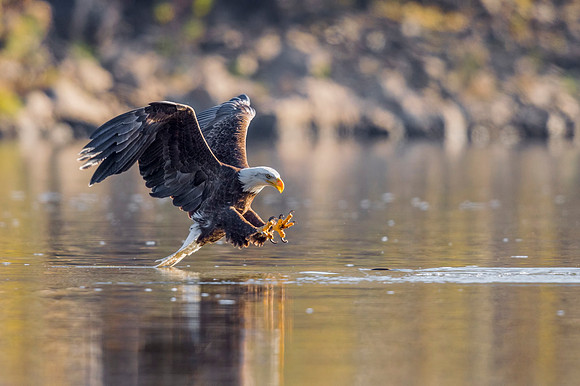 Bald_eagle_Conowingo_2016_10