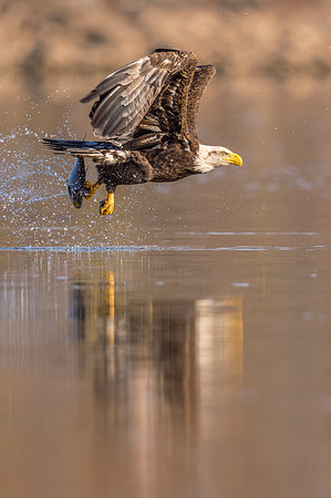 Bald_eagle_Conowingo_2016_12