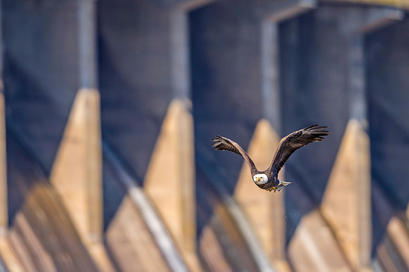 Bald_eagle_Conowingo_2016_14