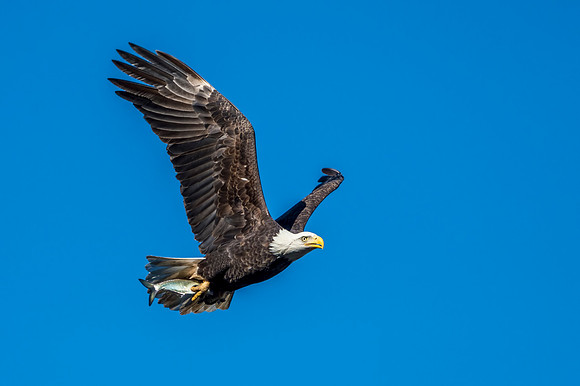 Bald_eagle_Conowingo_2016_15