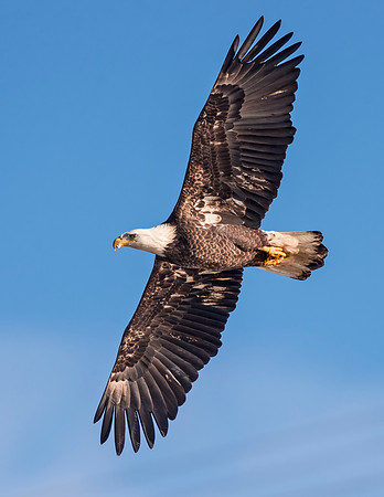 Bald_eagle_Conowingo_2016_1