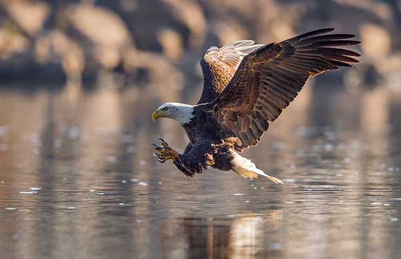 Bald_eagle_Conowingo_2016_2