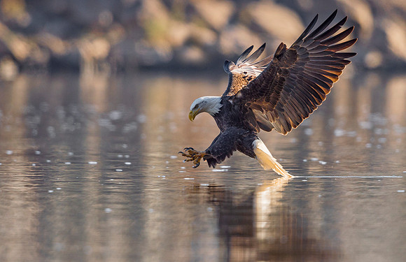 Bald_eagle_Conowingo_2016_3