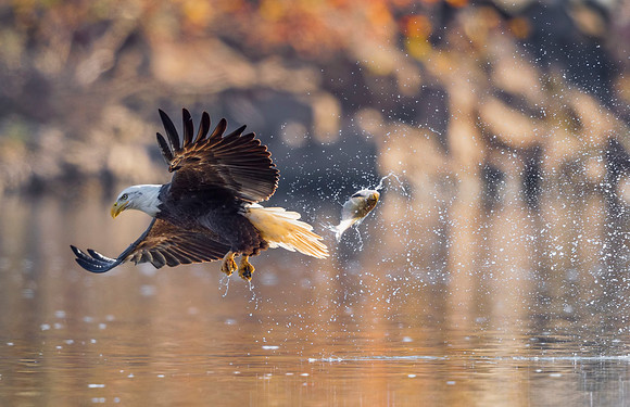 Bald_eagle_Conowingo_2016_4