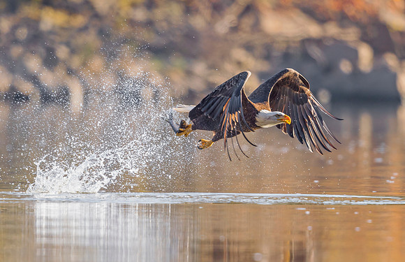 Bald_eagle_Conowingo_2016_5