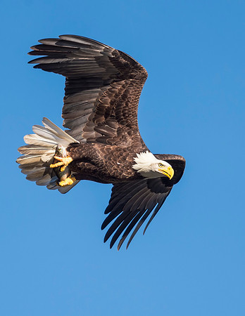 Bald_eagle_Conowingo_2016_6