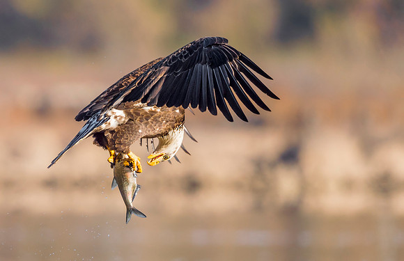 Bald_eagle_Conowingo_2016_7