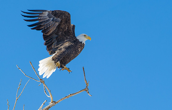 Bald_Eagle_2