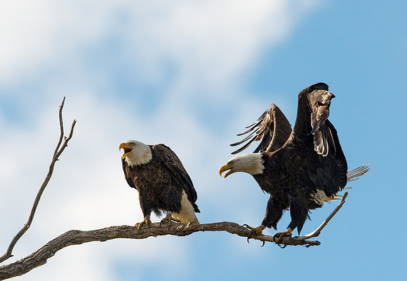 Bald_eagle_9