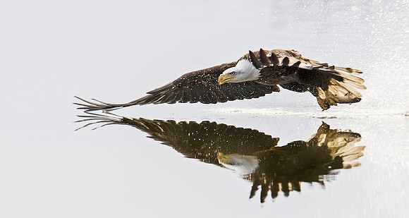 D-Bald_eagle_92