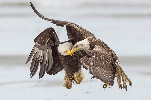 Bald_Eagle_Anchor_Point_2016_2