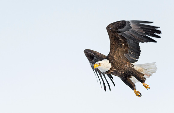 Bald_Eagle_CCSP_1