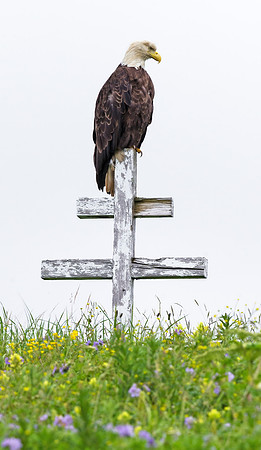 Bald_Eagle_DH_7