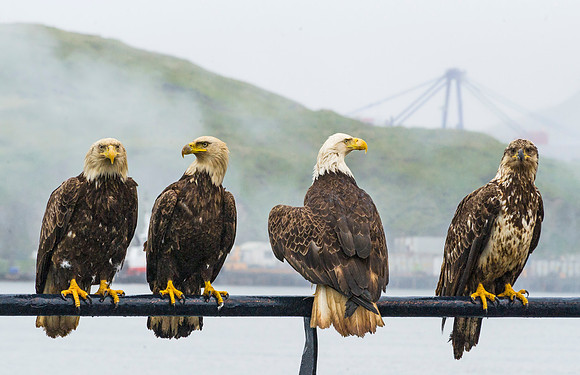 Bald_eagle_DH_2013_1