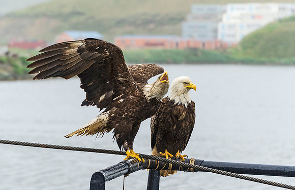 Bald_eagle_DH_2013_2