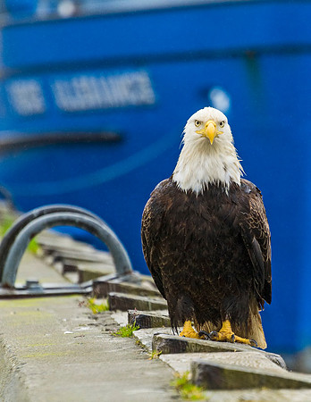 Bald_eagle_DH_2013_3