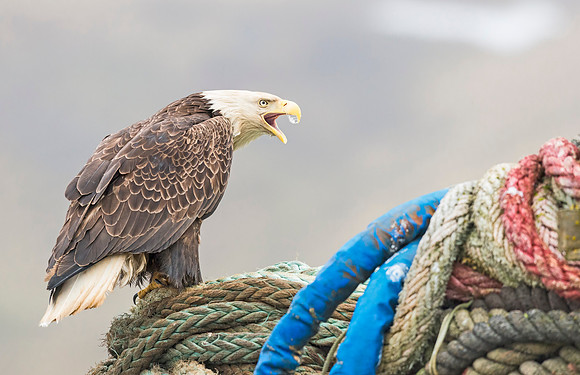 Bald_eagle_DH_2013_4