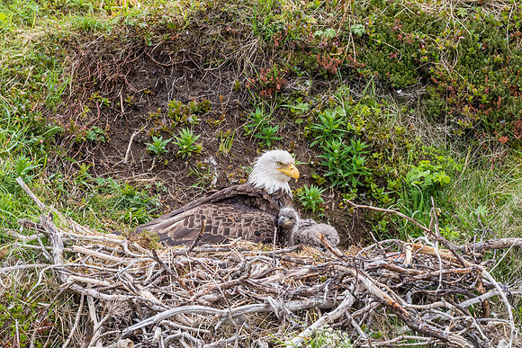 Bald_eagle_DH_2013_5