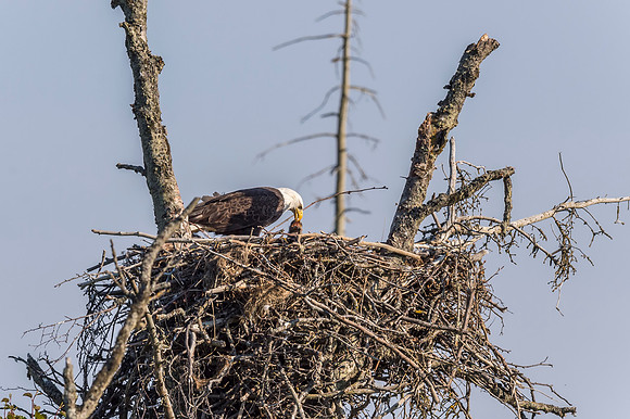 Bald_eagle_Homer_2015_1