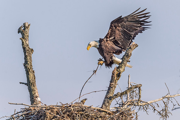 Bald_eagle_Homer_2015_2